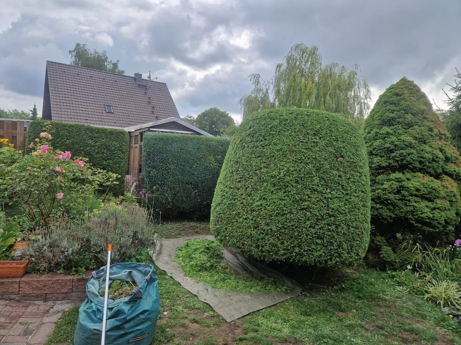 Geschnittene Formgehölze mit sichtbarem Schnittgut im Garten