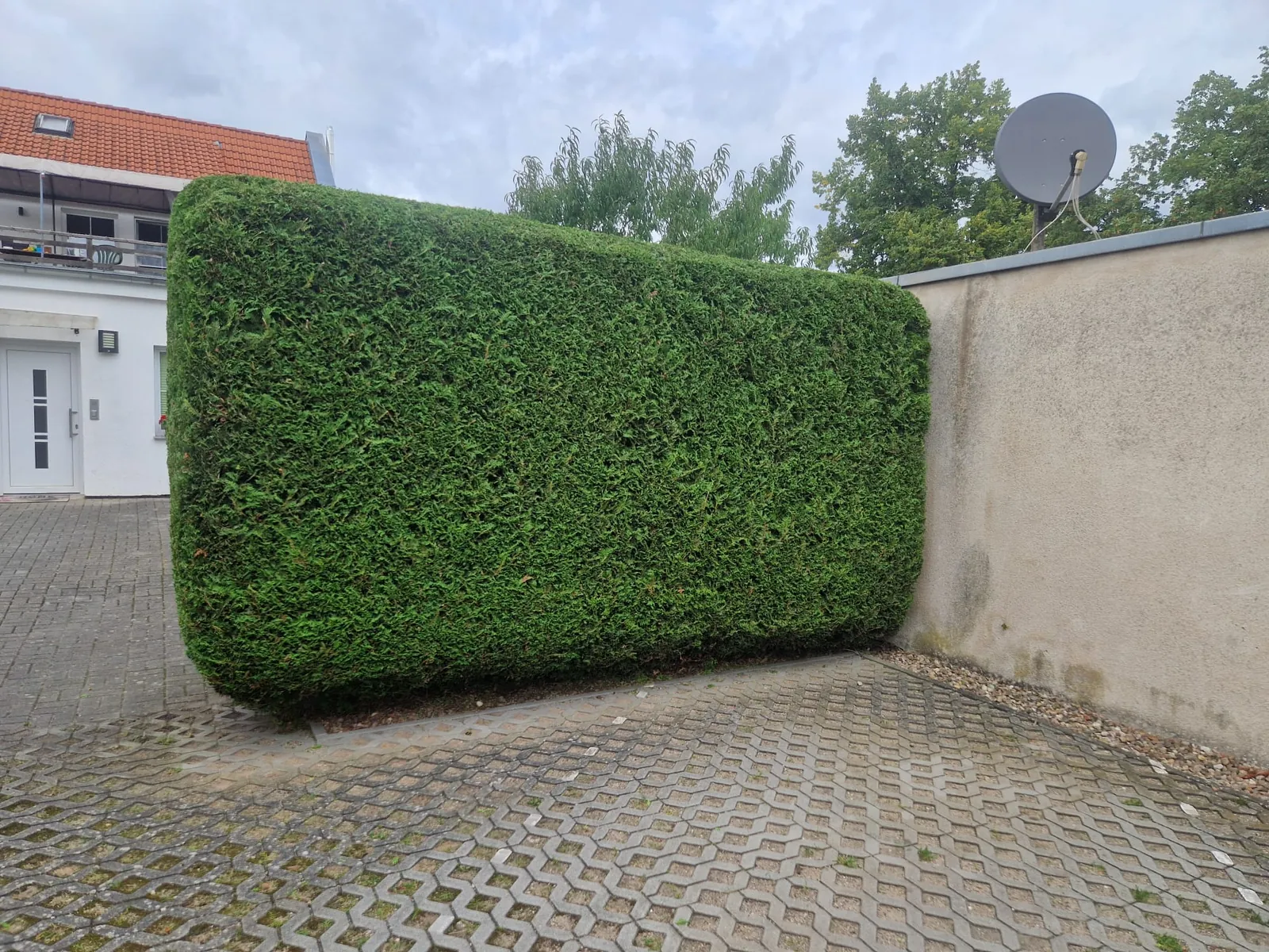 Geschnittene Hecke an einer gepflasterten Einfahrt