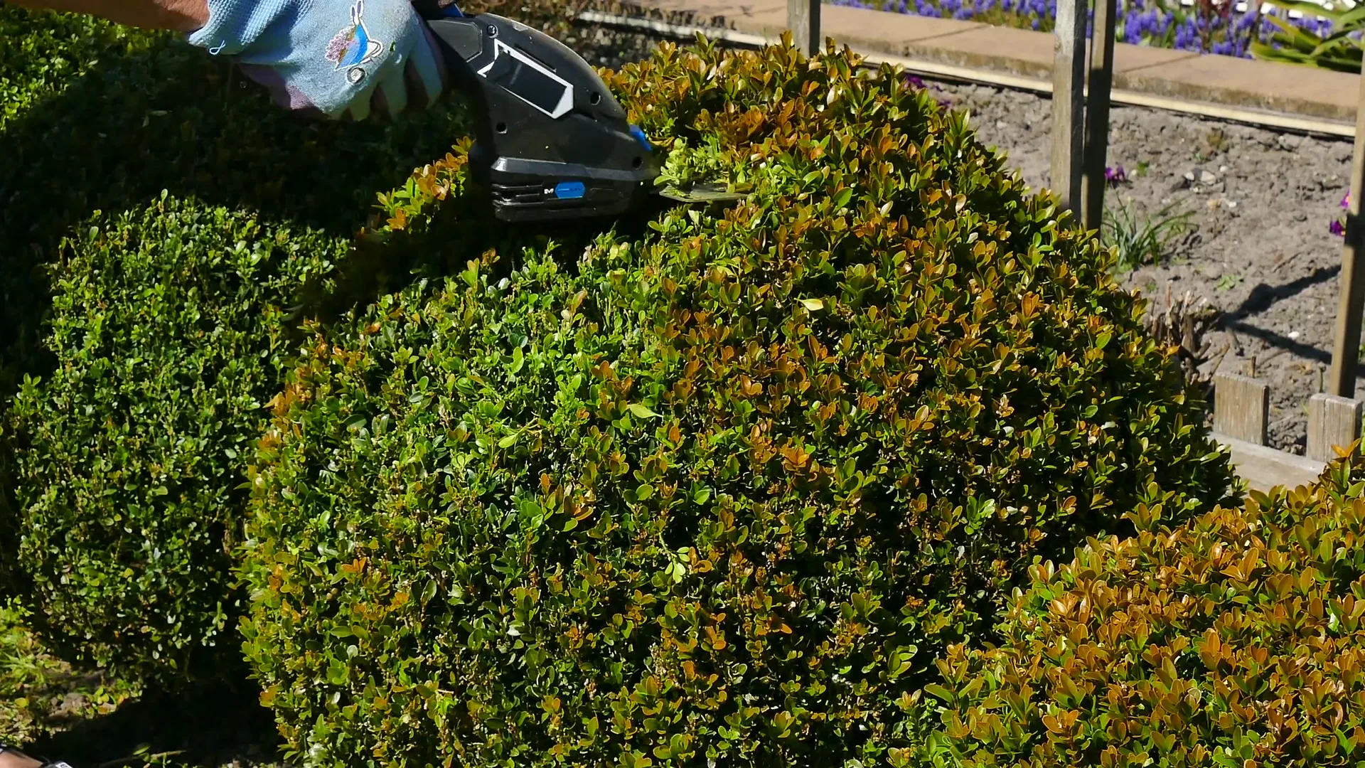 Atmosphärische Aufnahme: Heckenschnitt mit einer elektrischen Heckenschere